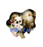 ただ、犬が好き（個別スタンプ：1）