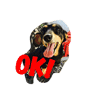 ただ、犬が好き（個別スタンプ：2）