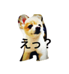 ただ、犬が好き（個別スタンプ：3）