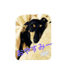 ただ、犬が好き（個別スタンプ：4）