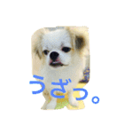 ただ、犬が好き（個別スタンプ：5）