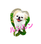 ただ、犬が好き（個別スタンプ：6）
