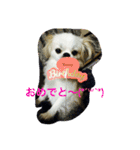 ただ、犬が好き（個別スタンプ：7）