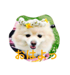 ただ、犬が好き（個別スタンプ：8）