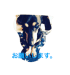 ただ、犬が好き（個別スタンプ：9）
