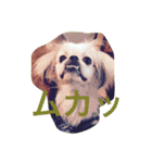 ただ、犬が好き（個別スタンプ：10）