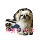 ただ、犬が好き（個別スタンプ：11）