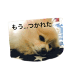 ただ、犬が好き（個別スタンプ：12）