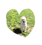 ただ、犬が好き（個別スタンプ：13）
