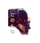 ただ、犬が好き（個別スタンプ：15）