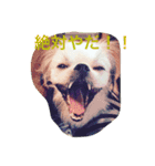 ただ、犬が好き（個別スタンプ：16）
