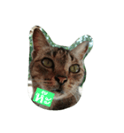 Cat Meawmeaw（個別スタンプ：1）
