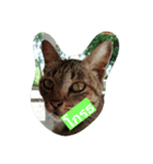 Cat Meawmeaw（個別スタンプ：2）
