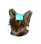 Cat Meawmeaw（個別スタンプ：4）