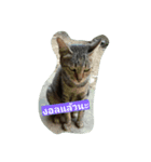 Cat Meawmeaw（個別スタンプ：6）