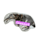 Cat Meawmeaw（個別スタンプ：7）
