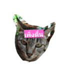 Cat Meawmeaw（個別スタンプ：8）