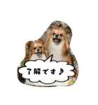 パピチワ『サスケ』＆パピヨン『まつり』（個別スタンプ：1）