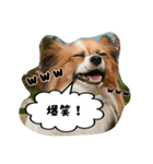 パピチワ『サスケ』＆パピヨン『まつり』（個別スタンプ：13）