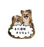 パピチワ『サスケ』＆パピヨン『まつり』（個別スタンプ：21）