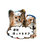 パピチワ『サスケ』＆パピヨン『まつり』（個別スタンプ：25）