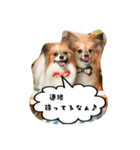 パピチワ『サスケ』＆パピヨン『まつり』（個別スタンプ：26）