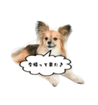 パピチワ『サスケ』＆パピヨン『まつり』（個別スタンプ：30）