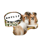 パピチワ『サスケ』＆パピヨン『まつり』（個別スタンプ：32）