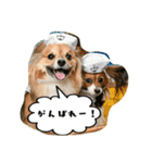 パピチワ『サスケ』＆パピヨン『まつり』（個別スタンプ：40）