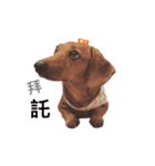 Orange daily（個別スタンプ：1）