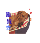 Orange daily（個別スタンプ：2）