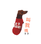 Orange daily（個別スタンプ：5）