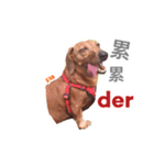 Orange daily（個別スタンプ：6）