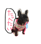 フレブルはなの親バカスタンプ40個（個別スタンプ：6）