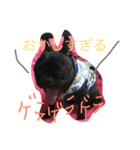 フレブルはなの親バカスタンプ40個（個別スタンプ：18）