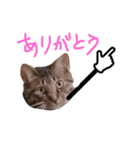 ぷっかの指差し棒（個別スタンプ：1）