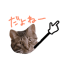 ぷっかの指差し棒（個別スタンプ：4）