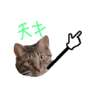 ぷっかの指差し棒（個別スタンプ：6）