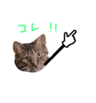 ぷっかの指差し棒（個別スタンプ：9）