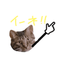 ぷっかの指差し棒（個別スタンプ：10）