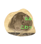 Nami designated part2(degu)（個別スタンプ：4）