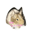 Nami designated part2(degu)（個別スタンプ：5）