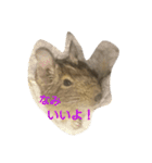 Nami designated part2(degu)（個別スタンプ：6）