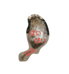 Nami designated part2(degu)（個別スタンプ：15）