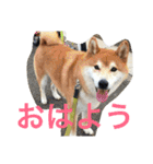 柴犬福の日常スタンプ（個別スタンプ：3）