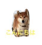 柴犬福の日常スタンプ（個別スタンプ：4）