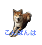 柴犬福の日常スタンプ（個別スタンプ：5）