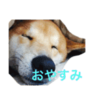 柴犬福の日常スタンプ（個別スタンプ：6）