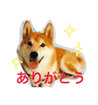 柴犬福の日常スタンプ（個別スタンプ：7）