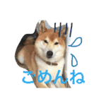 柴犬福の日常スタンプ（個別スタンプ：8）